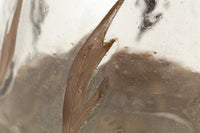 VERRINE CARME S