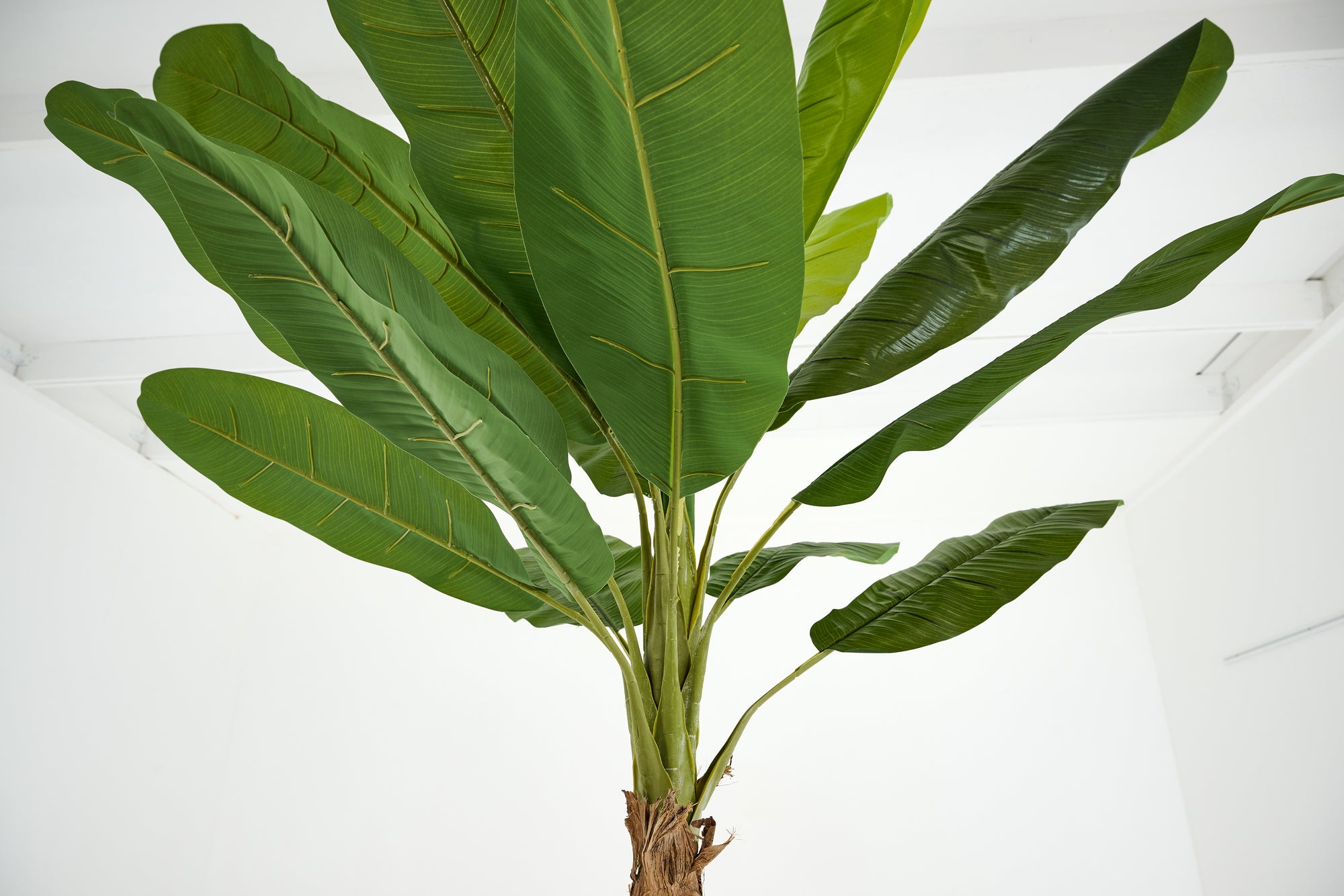 PLANTE BANANA TREE 300CM