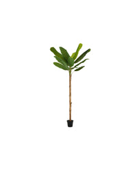 PLANTE BANANA TREE 300CM