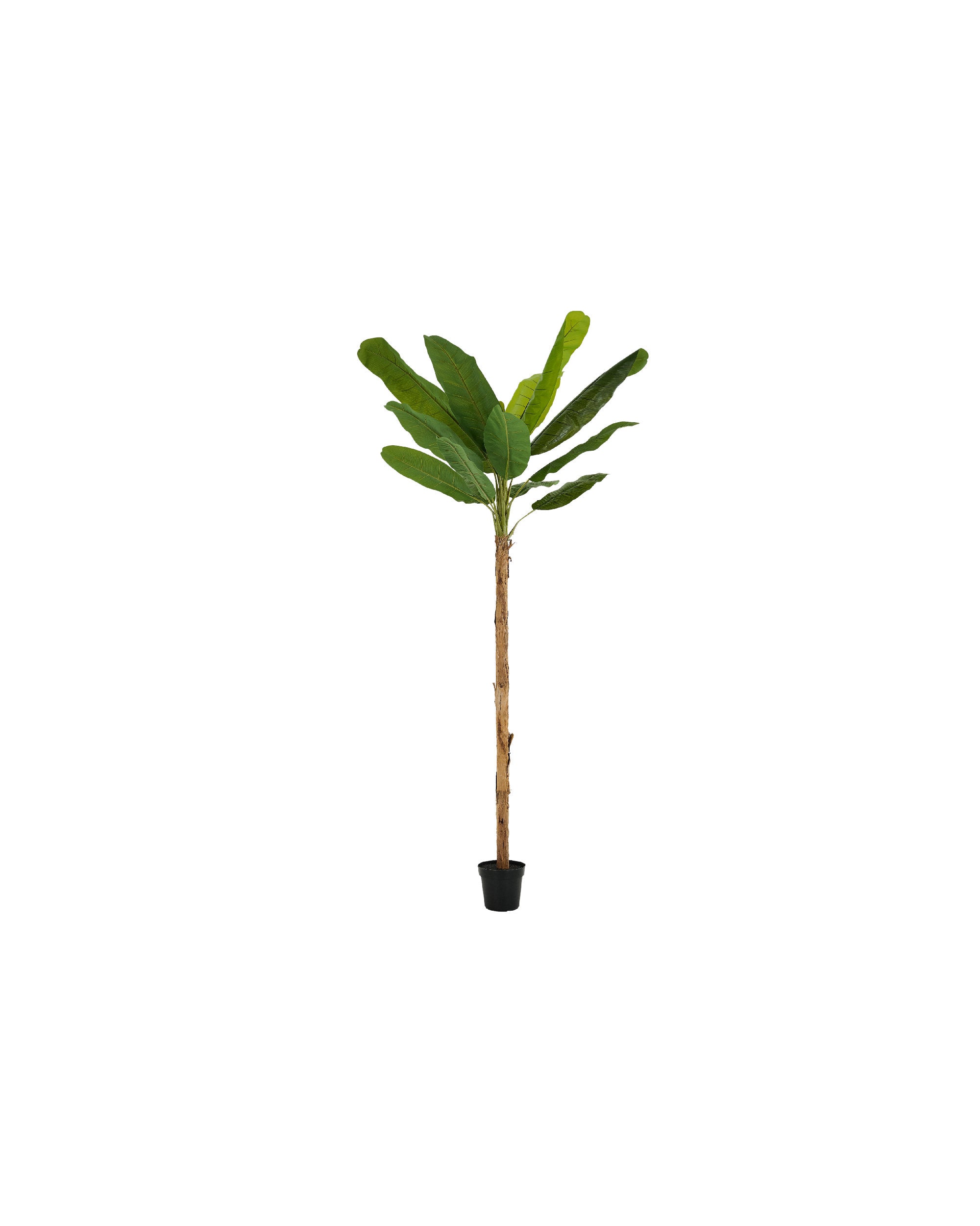 PLANTE BANANA TREE 300CM