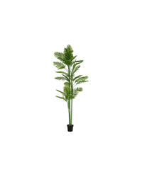 PLANTE ARECA PALM 300CM