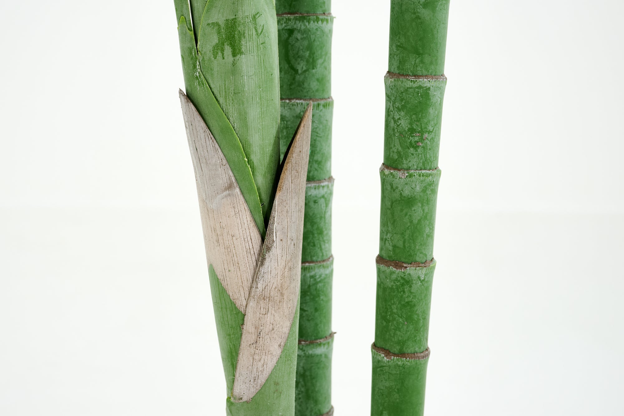 PLANTE ARECA PALM 300CM