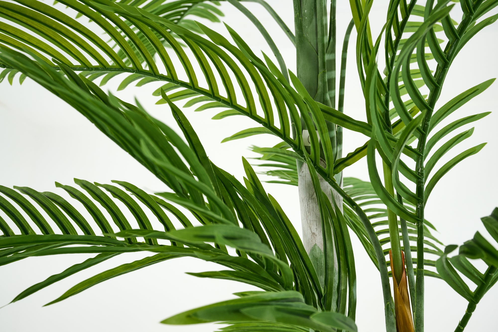 PLANTE ARECA PALM 300CM