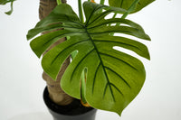 PLANTE MONSTERA PLANT 180CM