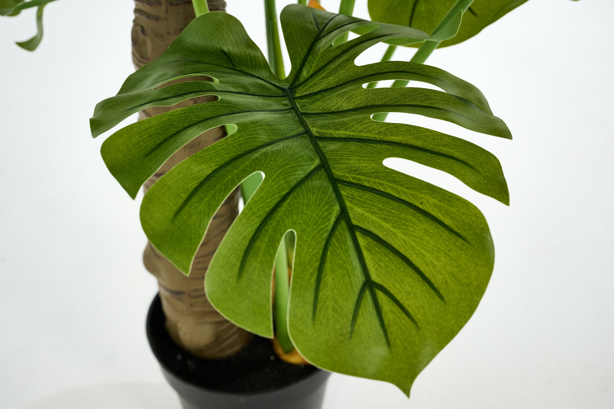 PLANTE MONSTERA PLANT 180CM