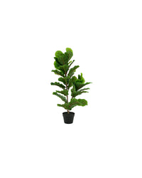 PLANTE FIDDLE LEAF FIG 100CM