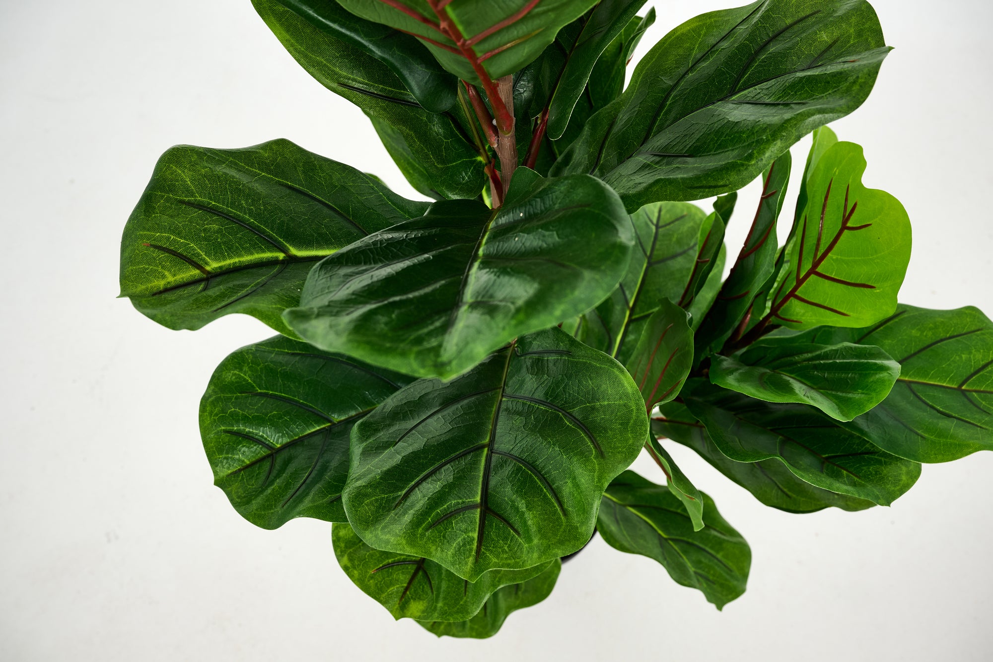 PLANTE FIDDLE LEAF FIG 100CM