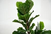 PLANTE FIDDLE LEAF FIG 100CM