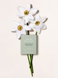BASEPLUS_EAU DE PARFUM  50ML