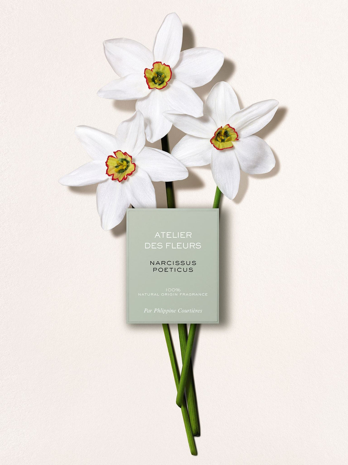BASEPLUS_EAU DE PARFUM  50ML