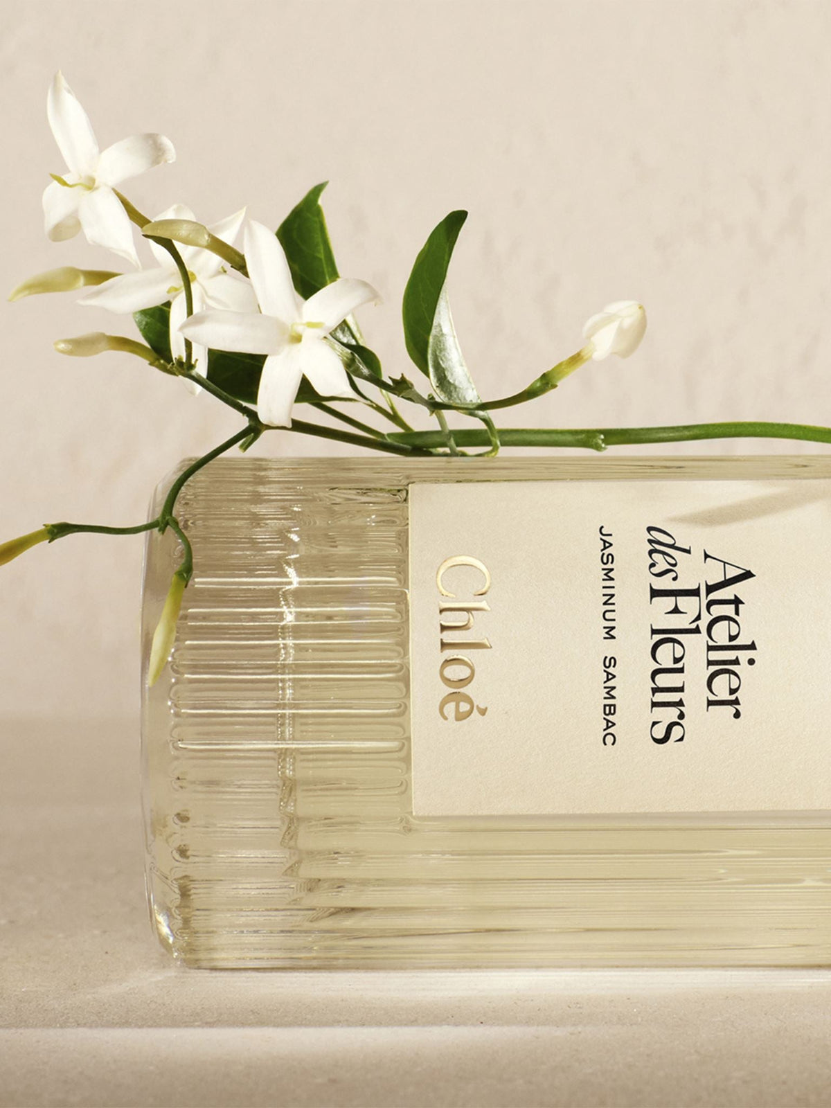 BASEPLUS_EAU DE PARFUM  50ML