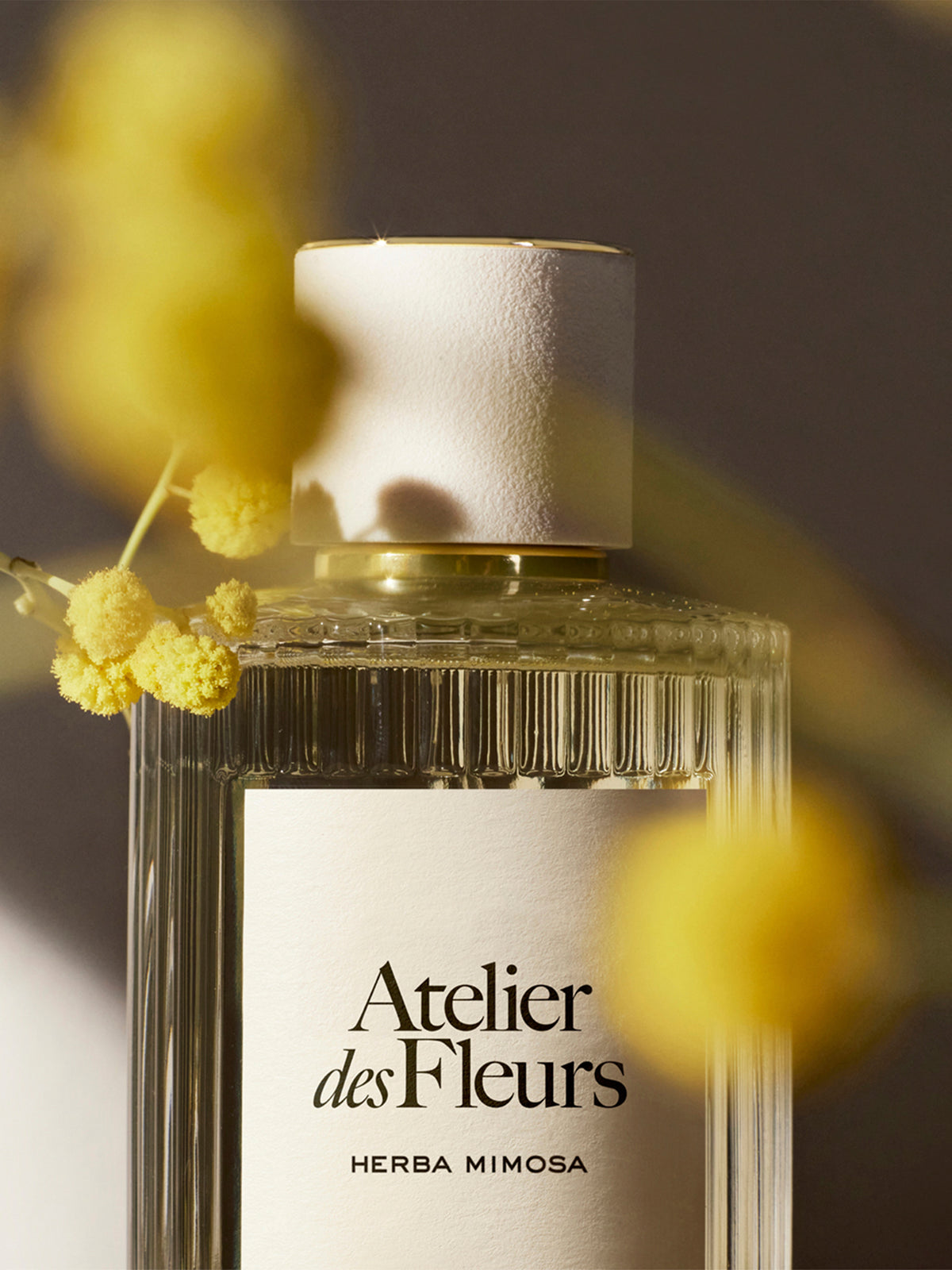 BASEPLUS_EAU DE PARFUM  50ML
